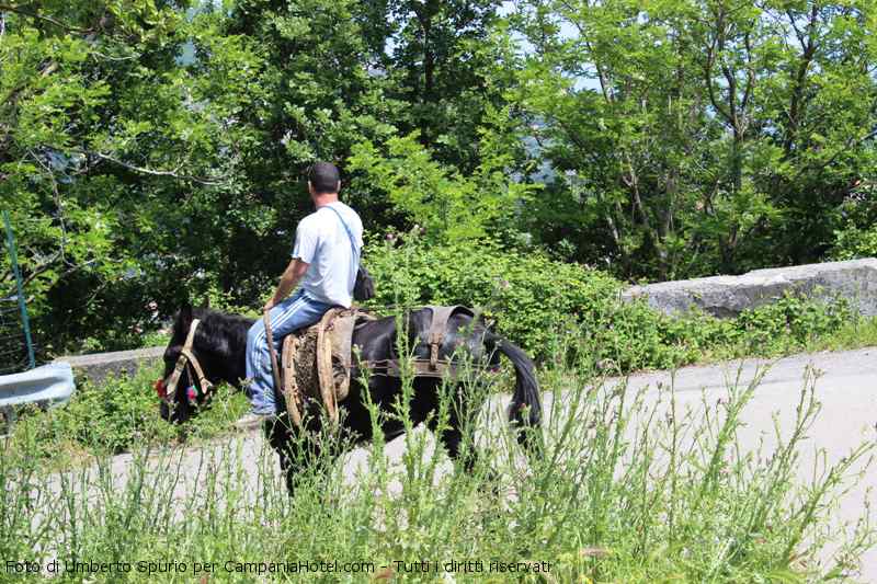 Escursioni a cavallo nel Clento